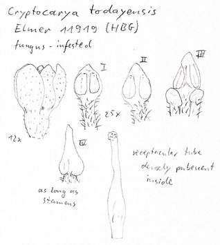 Vorschaubild Cryptocarya todayensis Elmer